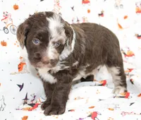 BILLY RAY-AUSSIEDOODLE, a male Miniature Aussiedoodle for sale in Bells, TX – 1 of 6