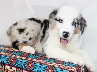 CORY-MINI AUSSIE  ASDR, a male Miniature Australian Shepherd for sale in Bells, TX – 4 of 9