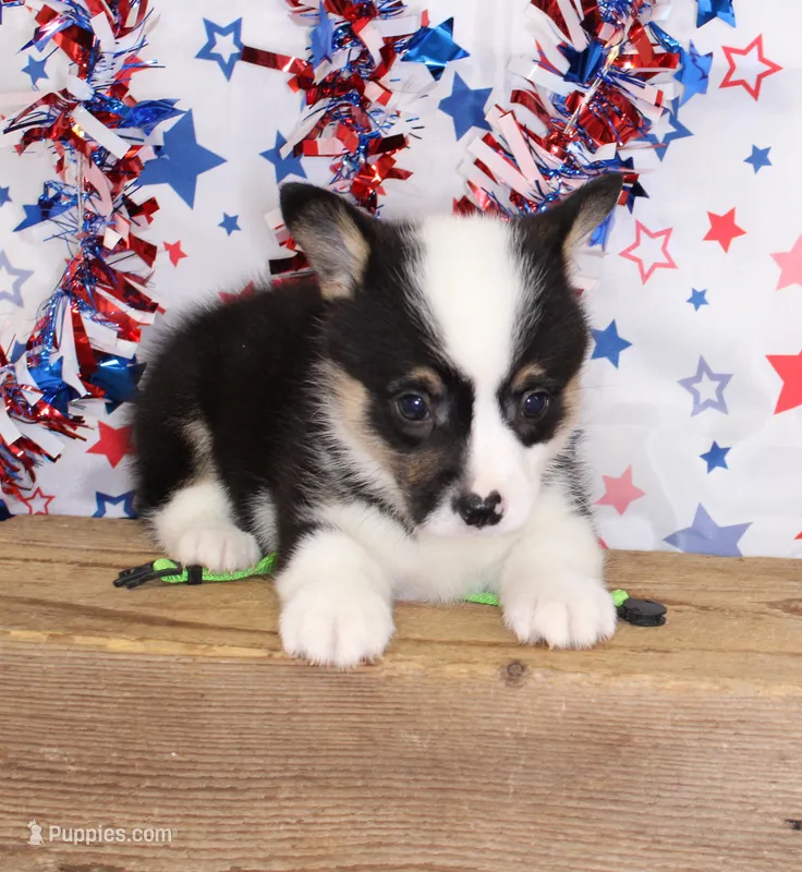 MERICA – Pembroke Welsh Corgi puppy for sale in Bells, TX