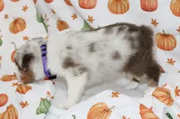 TOY DOTTIE-ASDR BLUE EYES, a female Miniature Australian Shepherd and Toy Australian Shepherd for sale in Bells, TX – 4 of 10