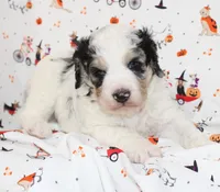 JESSIE JAMES-MINI AUSSIEDOODLE, a male Miniature Aussiedoodle for sale in Bells, TX – 4 of 7