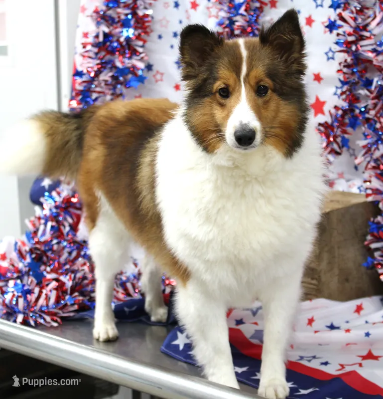 STEELHORSES FREEDOM FRAN-AKC – Shetland Sheepdog puppy for sale in Bells, TX