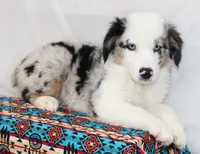 CORY-MINI AUSSIE  ASDR, a male Miniature Australian Shepherd for sale in Bells, TX – 5 of 9