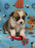 ROCKET, a male Pembroke Welsh Corgi for sale in Bells, TX – 3 of 4