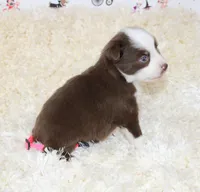 PIPER-ASDR BLUE EYES, a female Miniature Australian Shepherd and Toy Australian Shepherd for sale in Bells, TX – 4 of 6