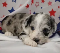 JEWEL-TOY AUSSIEDOODLE, a female Poodle - Toy  and Toy Australian Shepherd for sale in Bells, TX – 3 of 6