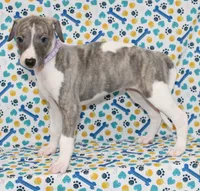 MAISIE-AKC BLUE BRINDLE BLUE EYES, a female Whippet for sale in Bells, TX – 3 of 7
