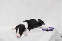 BIZZY-WHIPPET AKC, a female Whippet for sale in Bells, TX – 6 of 6