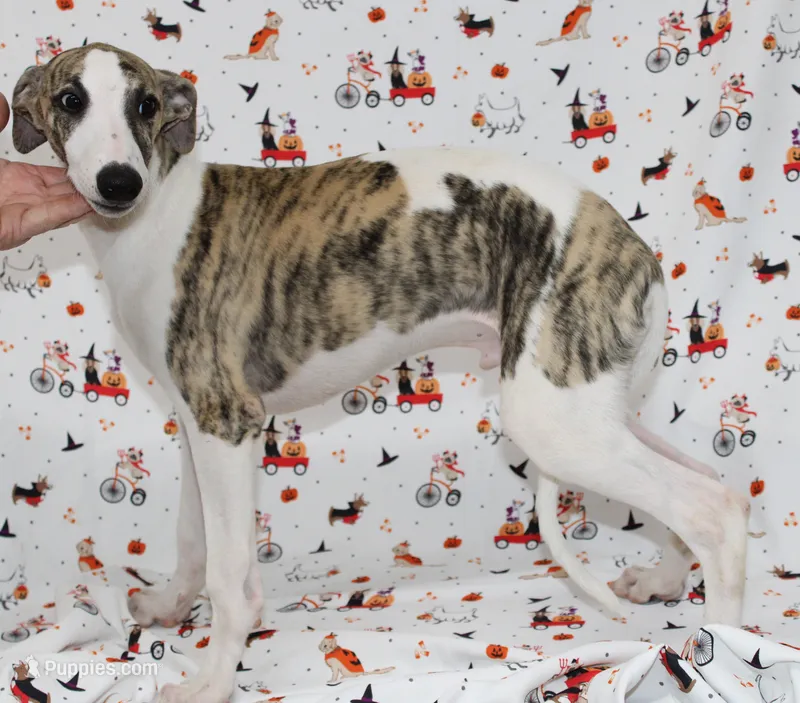 JACE-AKC – Whippet puppy for sale in Bells, TX