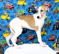 GRAHAM-WHIPPET AKC, a male Whippet for sale in Bells, TX – 6 of 9
