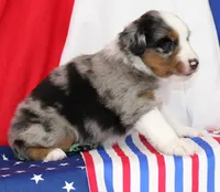 COLLIN-MINI AUSSIE   ASDR, a female Miniature Australian Shepherd for sale in Bells, TX – 3 of 5