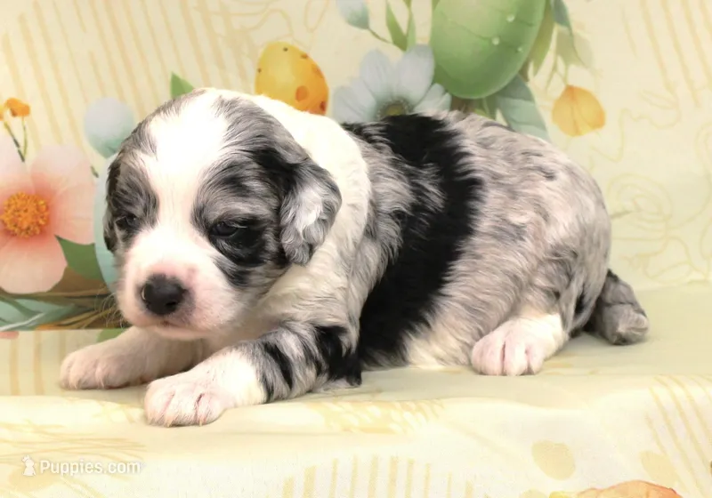 LICORICE-BLUE EYES – Miniature Aussiedoodle puppy for sale in Bells, TX