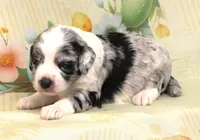 LICORICE-BLUE EYES, a male Miniature Aussiedoodle for sale in Bells, TX – Photo 1 of 4