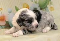 LICORICE-BLUE EYES, a male Miniature Aussiedoodle for sale in Bells, TX – Photo 3 of 4