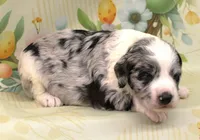 LICORICE-BLUE EYES, a male Miniature Aussiedoodle for sale in Bells, TX – Photo 2 of 4