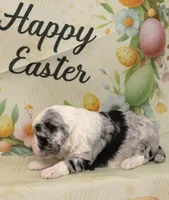 LICORICE-BLUE EYES, a male Miniature Aussiedoodle for sale in Bells, TX – Photo 4 of 4