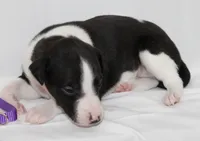 BIZZY-WHIPPET AKC, a female Whippet for sale in Bells, TX – 2 of 6
