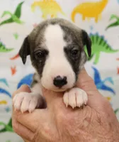 processed/f747d14b-a878-46fe-9ce7-210efab35373/listing/52be677d-7daa-4e42-a64b-def9aa6b8463/c5e7a4bb-d368-471a-ac81-e769cf60cc21