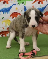 processed/f747d14b-a878-46fe-9ce7-210efab35373/listing/52be677d-7daa-4e42-a64b-def9aa6b8463/e3454ee7-df7c-407b-a716-748212d73748