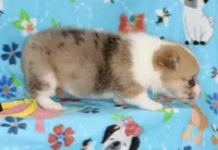 SPARKLER-BLUE EYES, a female Pembroke Welsh Corgi for sale in Bells, TX – 3 of 4