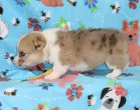 INDEPENDENCE-BLUE EYES, a female Pembroke Welsh Corgi for sale in Bells, TX – 5 of 5
