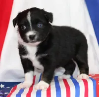 CASIE-MINI AUSSIE  ASDR, a female Miniature Australian Shepherd for sale in Bells, TX – 3 of 4