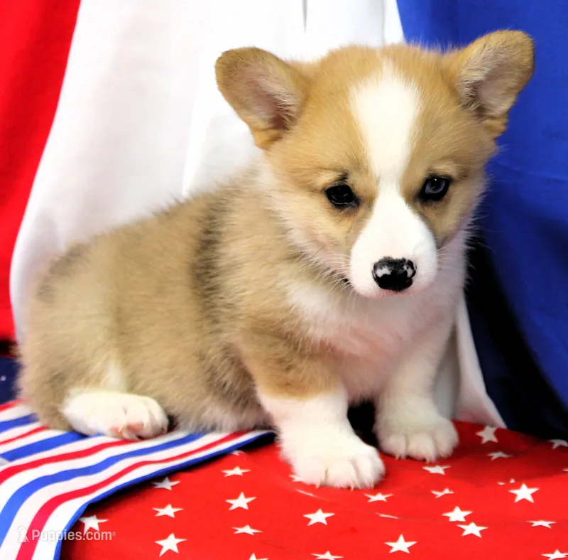 JULY-BLUE EYES  – Pembroke Welsh Corgi puppy for sale in Bells, TX