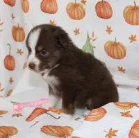 TOY AUSSIE RUBY JUNE-ASDR, a male Toy Australian Shepherd for sale in Bells, TX – 2 of 4