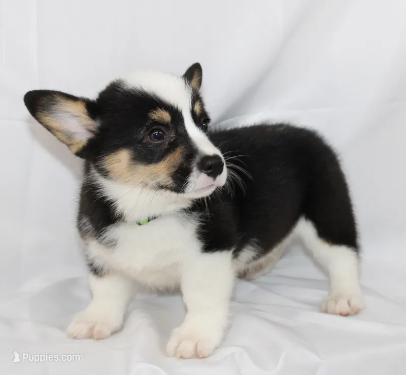 MERICA – Pembroke Welsh Corgi puppy for sale in Bells, TX