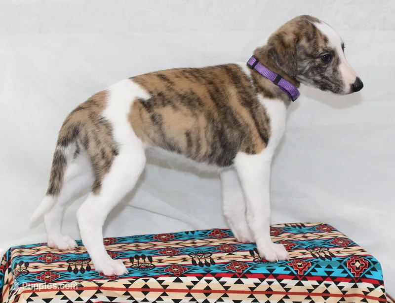 TORI-AKC – Whippet puppy for sale in Bells, TX