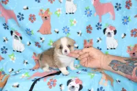 JULY-BLUE EYES , a male Pembroke Welsh Corgi for sale in Bells, TX – 5 of 5