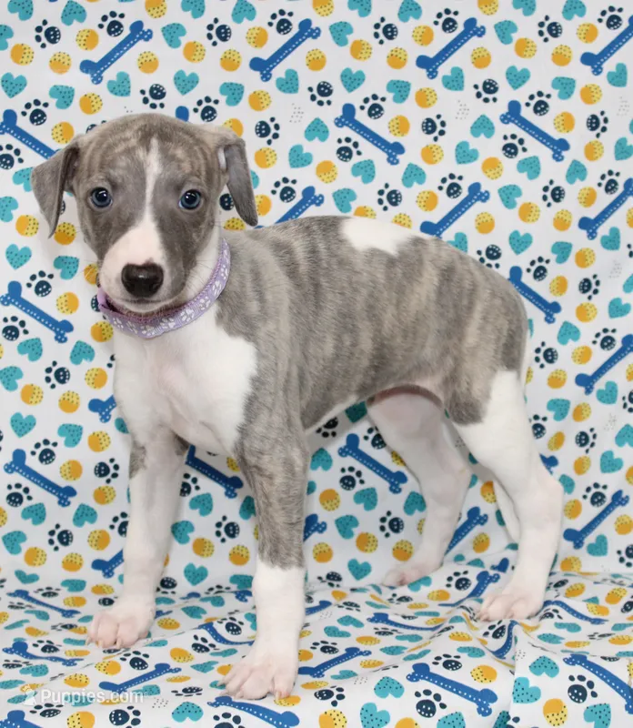 MAISIE-AKC BLUE BRINDLE BLUE EYES – Whippet puppy for sale in Bells, TX