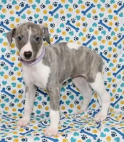 MAISIE-AKC BLUE BRINDLE BLUE EYES, a female Whippet for sale in Bells, TX – 1 of 7