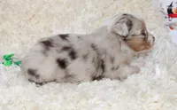 TUCKER-ASDR BLUE EYES, a female Miniature Australian Shepherd and Toy Australian Shepherd for sale in Bells, TX – 3 of 7