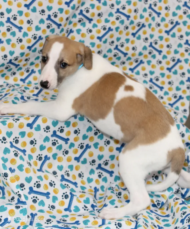 GRAHAM-WHIPPET AKC – Whippet puppy for sale in Bells, TX