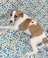 GRAHAM-WHIPPET AKC, a male Whippet for sale in Bells, TX – 10 of 10