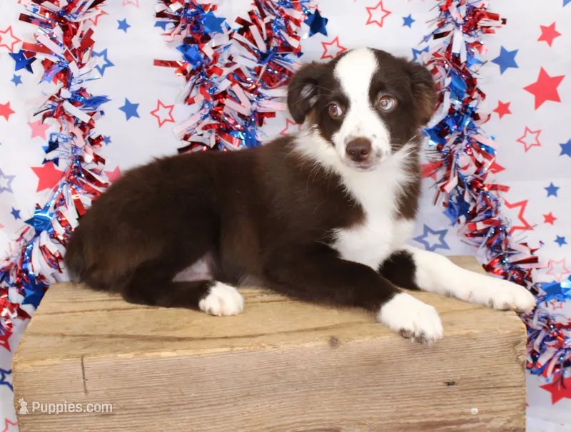 BOONE-TOY ASDR VACCINATIONS COMPLETE – Toy Australian Shepherd puppy for sale in Bells, TX