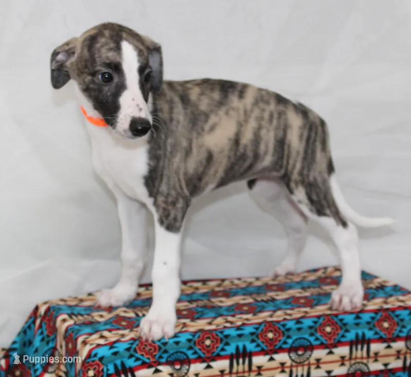 GRACIE-AKC – Whippet puppy for sale in Bells, TX