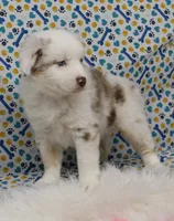 ROMEO-TOY AUSSIE ASDR, a male Miniature Australian Shepherd and Toy Australian Shepherd for sale in Bells, TX – Photo 2 of 10