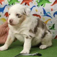 processed/f747d14b-a878-46fe-9ce7-210efab35373/listing/57d81f8f-1f0b-4e29-b12c-4f06a2f62f5a/3f4ba5da-f523-4f43-b3be-3172f722ee30