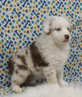 ROMEO-TOY AUSSIE ASDR, a male Miniature Australian Shepherd and Toy Australian Shepherd for sale in Bells, TX – Photo 4 of 10