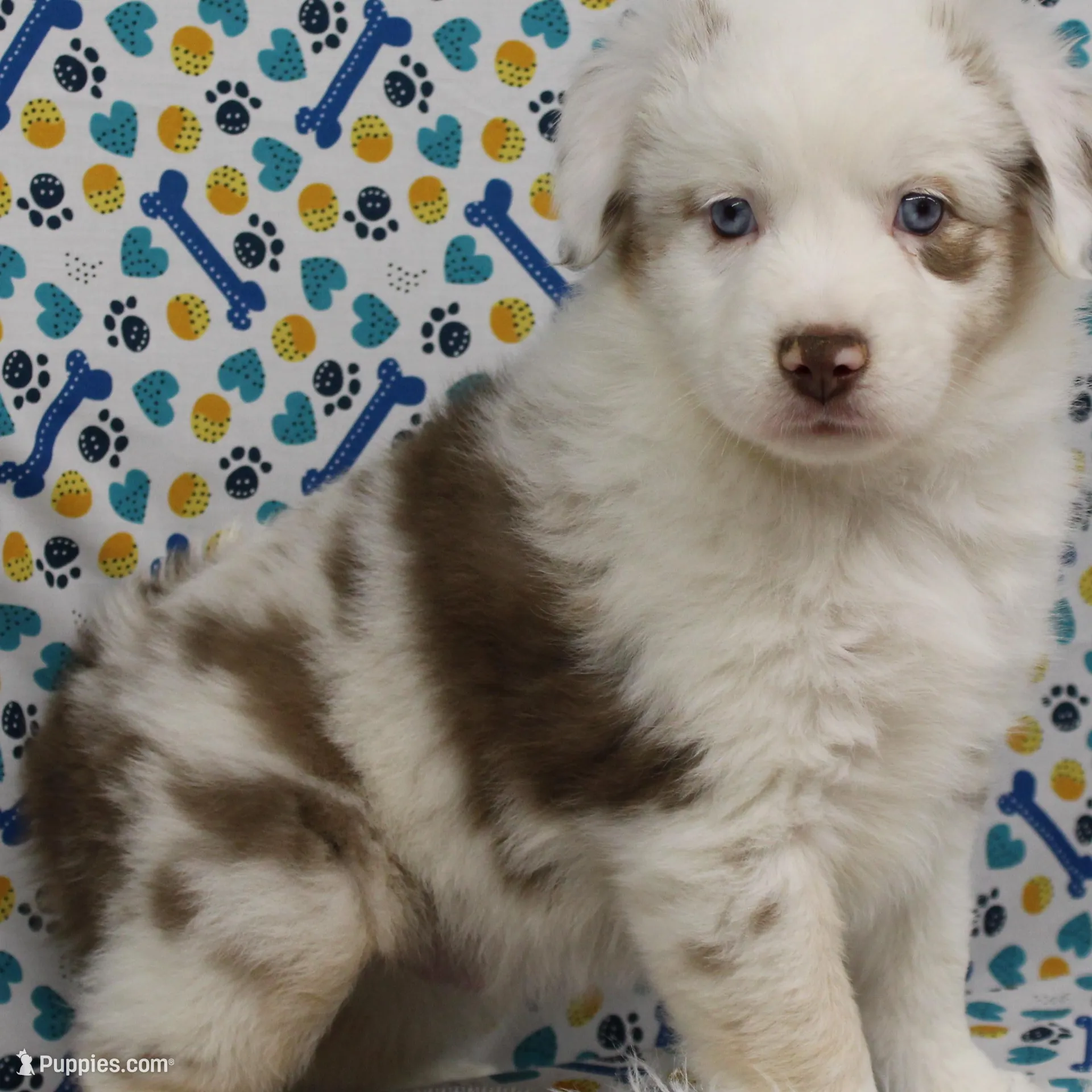 ROMEO-TOY AUSSIE ASDR