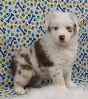 ROMEO-TOY AUSSIE ASDR, a male Miniature Australian Shepherd and Toy Australian Shepherd for sale in Bells, TX – Photo 3 of 10