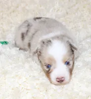 TUCKER-ASDR BLUE EYES, a female Miniature Australian Shepherd and Toy Australian Shepherd for sale in Bells, TX – 5 of 7