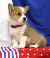 ROCKET, a male Pembroke Welsh Corgi for sale in Bells, TX – 6 of 10