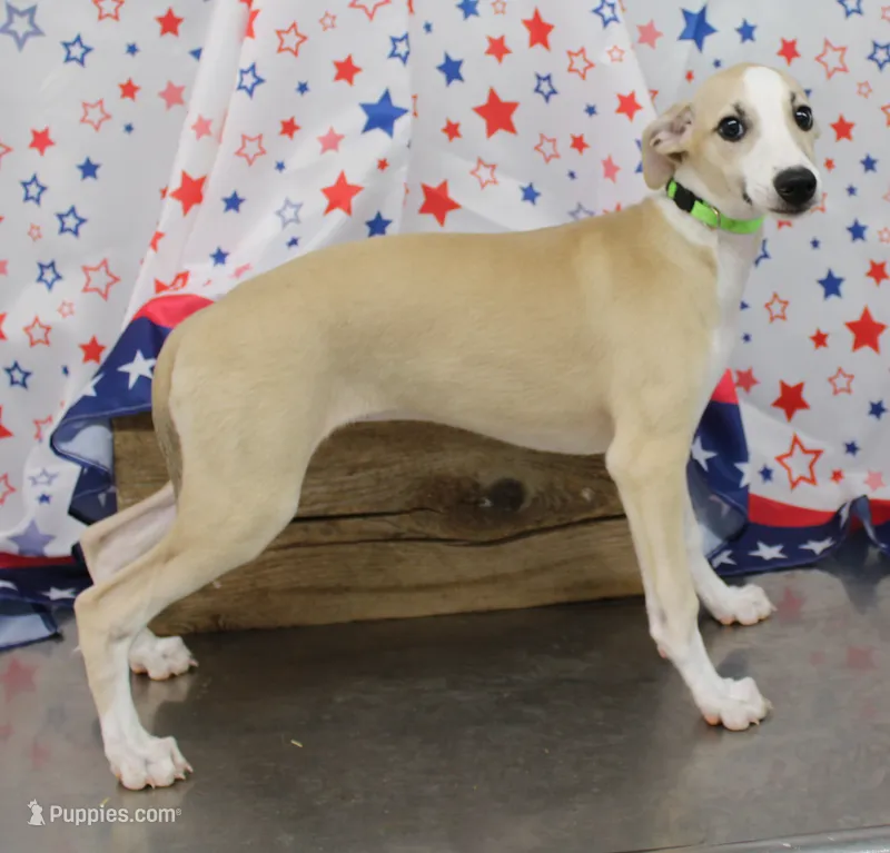 CALI-AKC – Whippet puppy for sale in Bells, TX