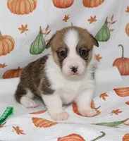 BIRDIE, a female Pembroke Welsh Corgi for sale in Bells, TX – 4 of 6