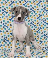 MAISIE-AKC BLUE BRINDLE BLUE EYES, a female Whippet for sale in Bells, TX – 6 of 7