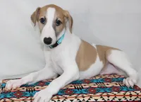 GRAHAM-WHIPPET AKC, a male Whippet for sale in Bells, TX – 7 of 10