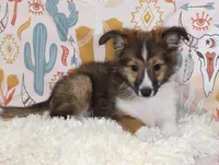 ANGUS-SHEL-AUSSIE, a male Shetland Sheepdog and Toy Australian Shepherd for sale in Bells, TX – 4 of 8
